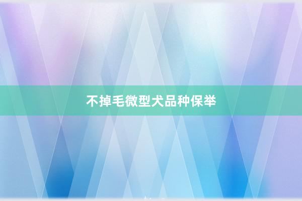 不掉毛微型犬品种保举